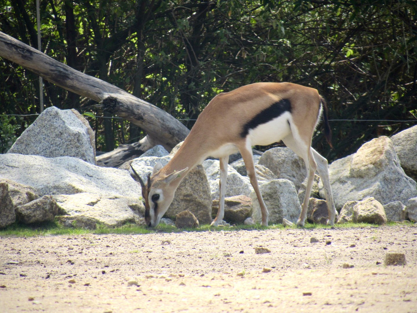 Thompson’s gazelle