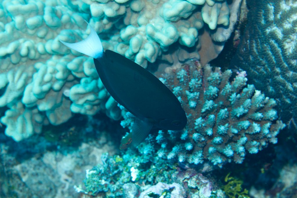 Thompsons Surgeonfish (Acanthurus thompsoni)