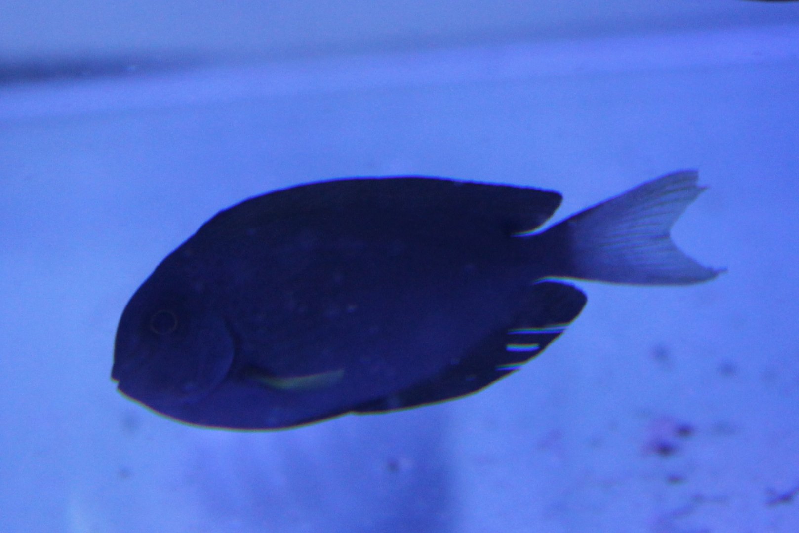 Thompson's surgeonfish - Acanthurus thompsoni