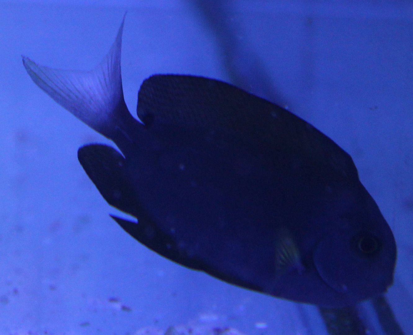 Thompson's surgeonfish - Acanthurus thompsoni