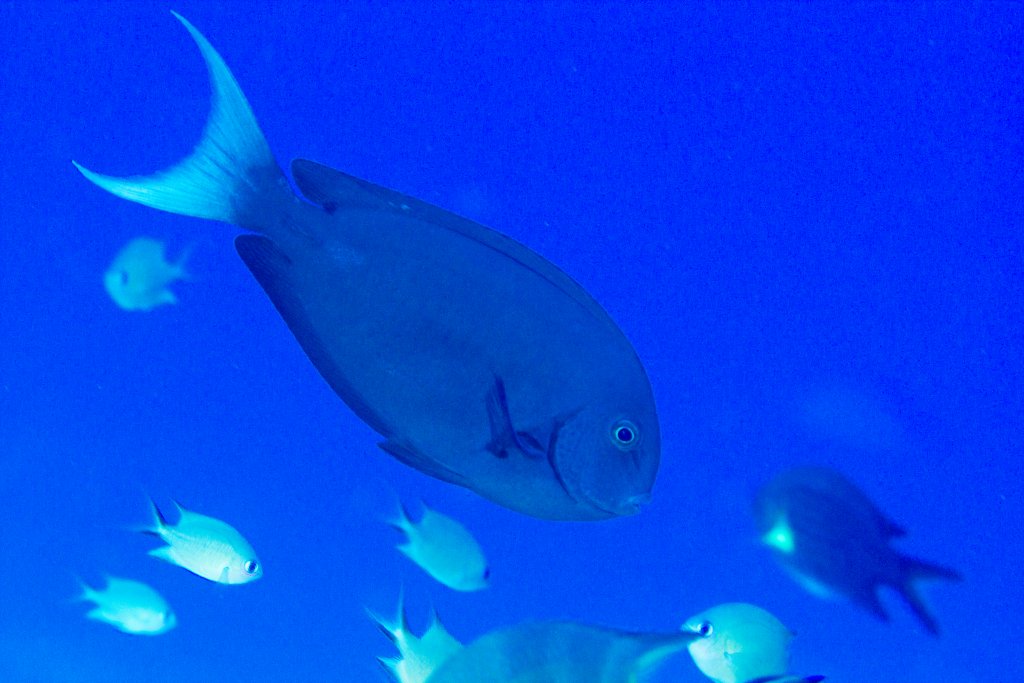 Thompson's Surgeonfish
