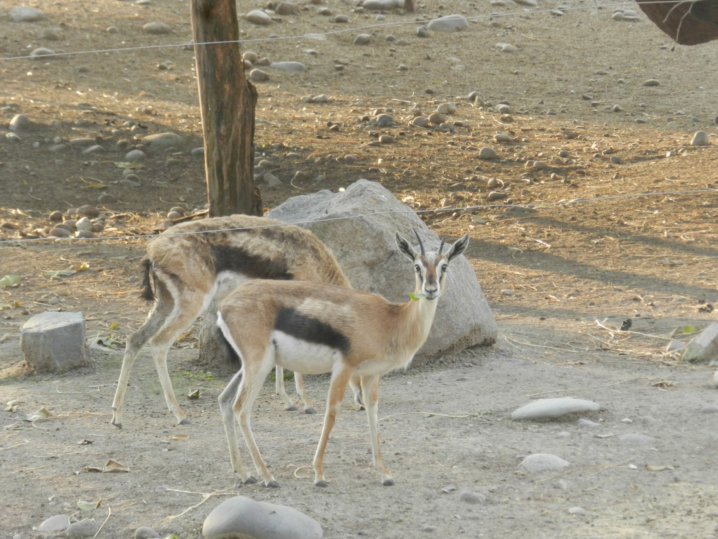 Thomson gazelle - Buin zoo