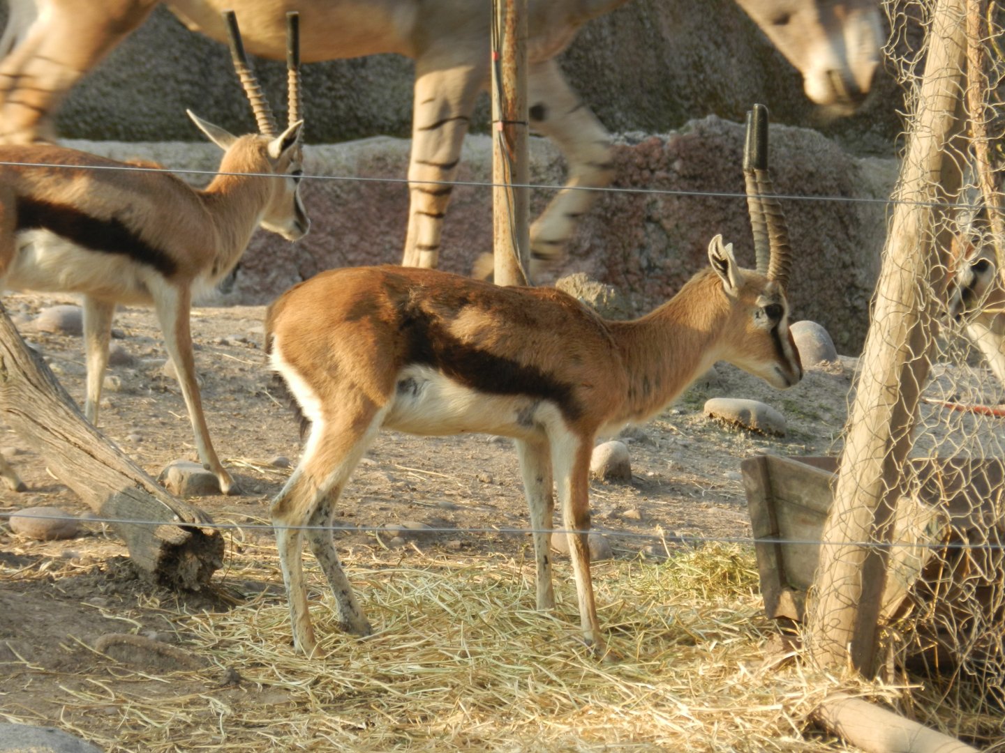 Thomson gazelle - Buin zoo