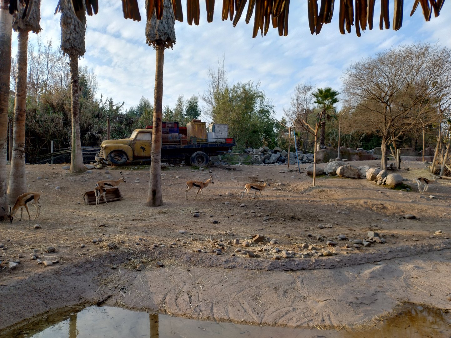 Thomson gazelle - Buin zoo