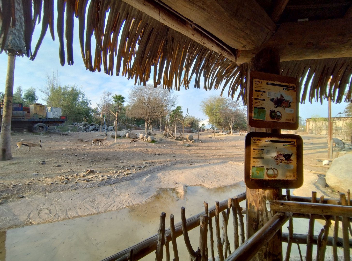 Thomson gazelle - Buin zoo