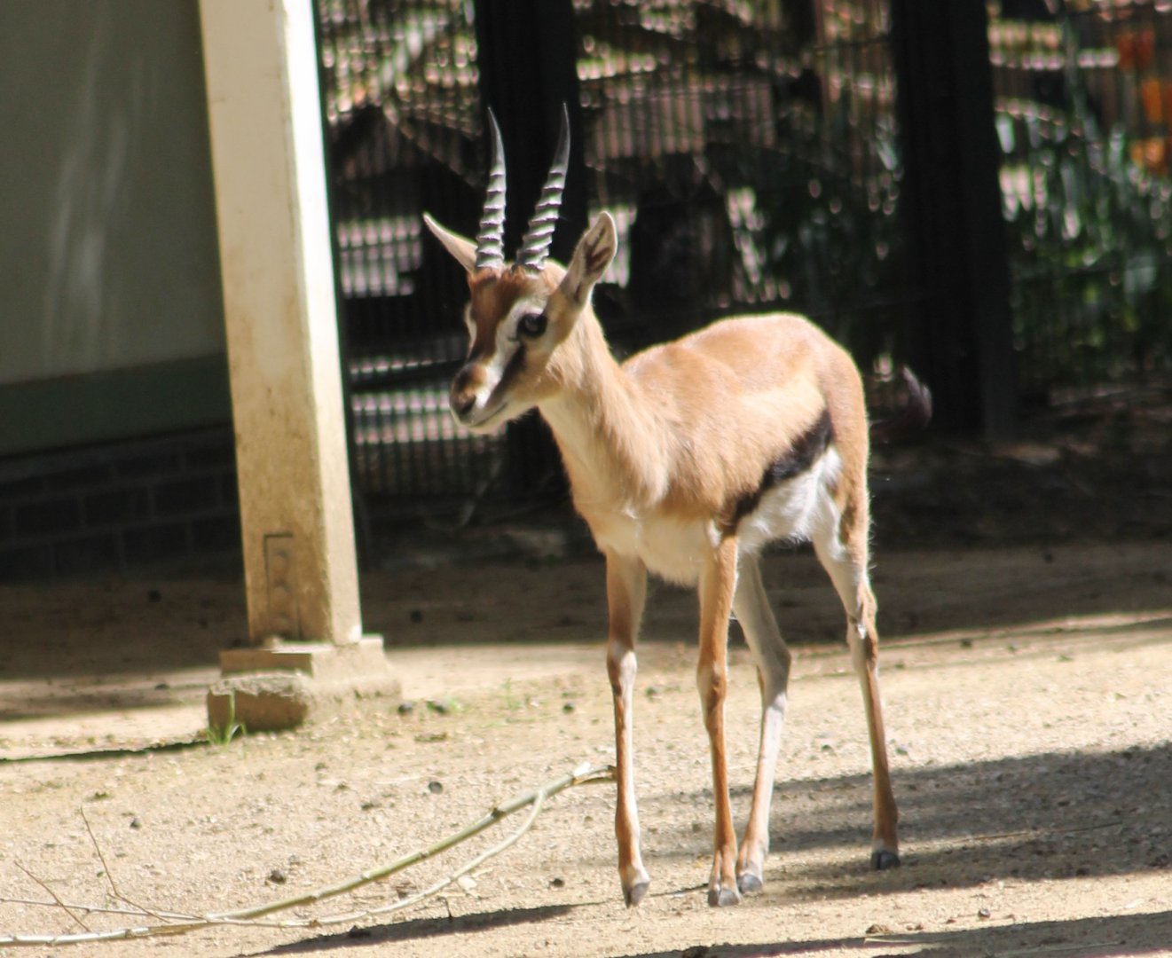 Thomson gazelle