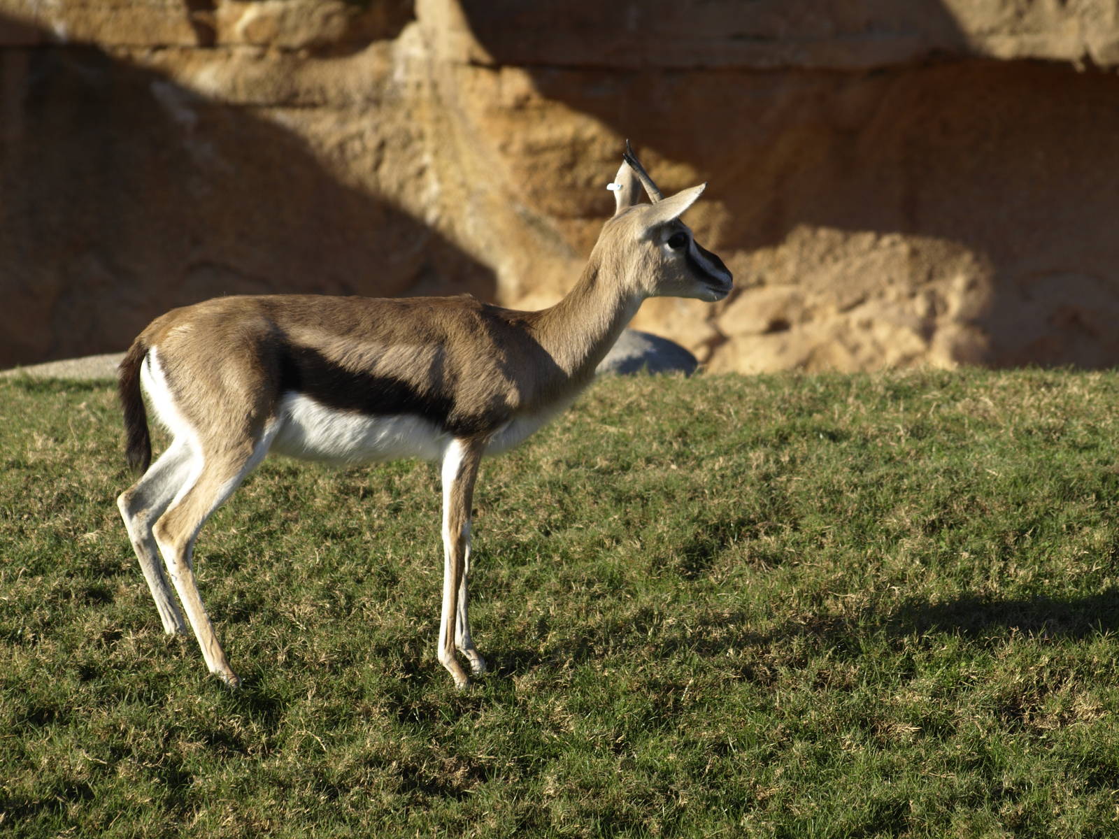 Thomson gazelles in exhibit again