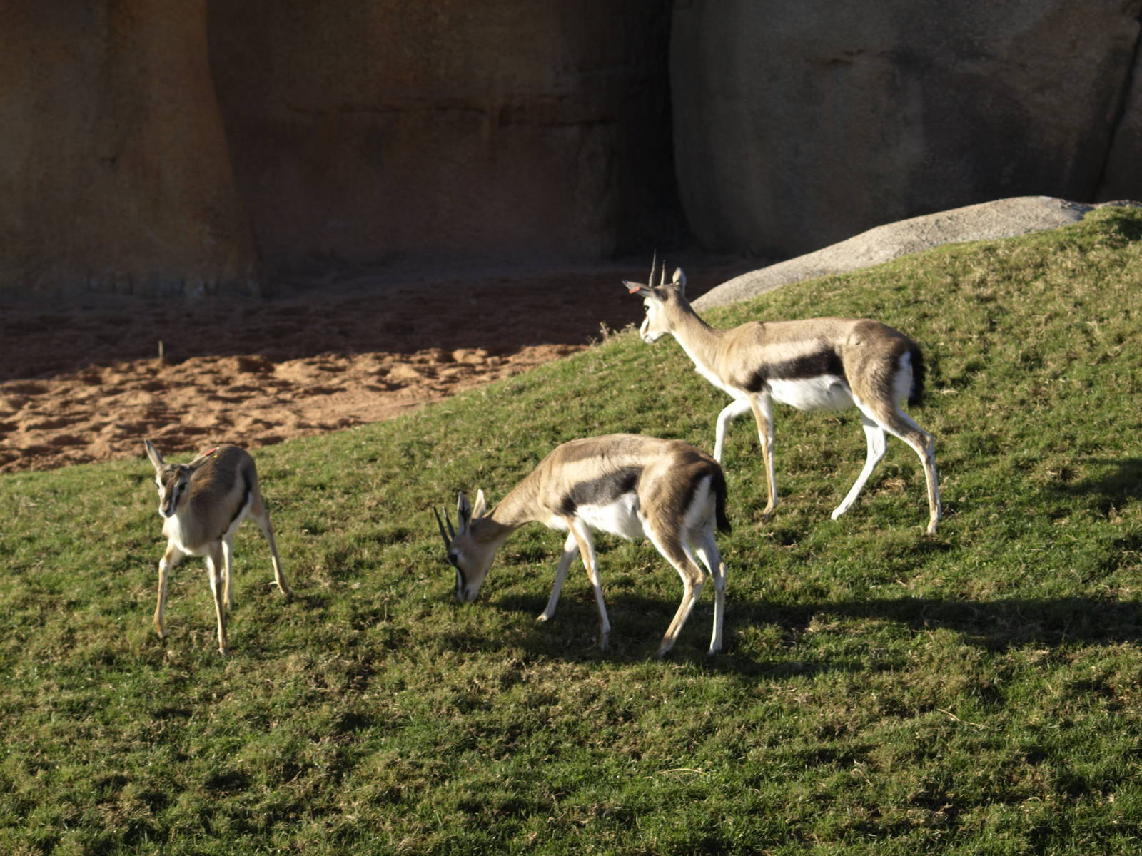 Thomson gazelles in exhibit again