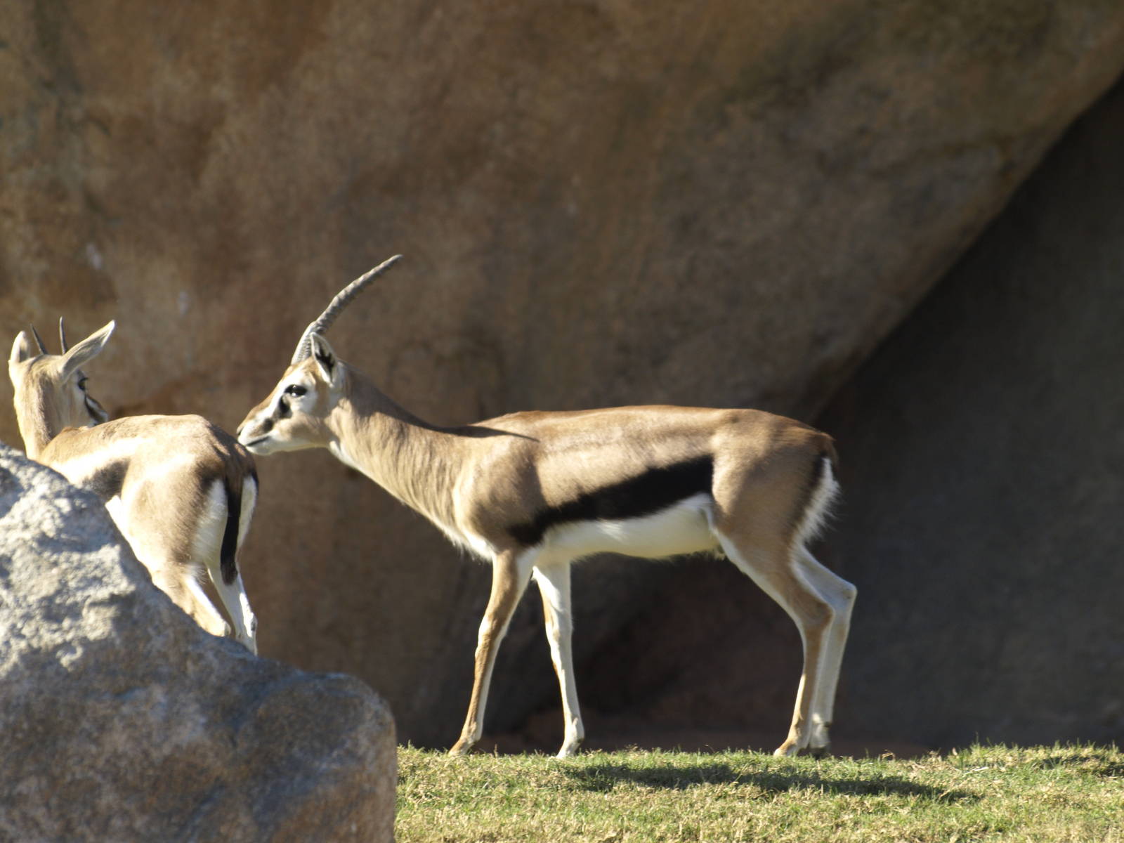 Thomson gazelles in exhibit again