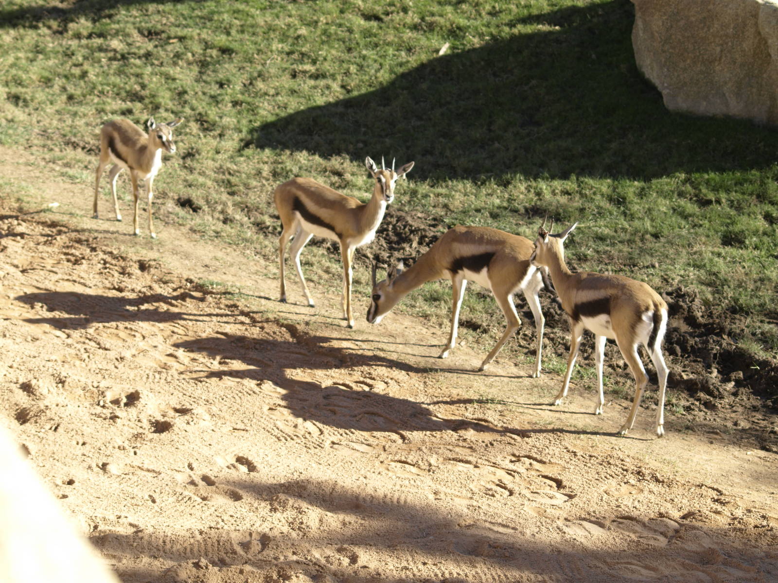 Thomson gazelles in exhibit again