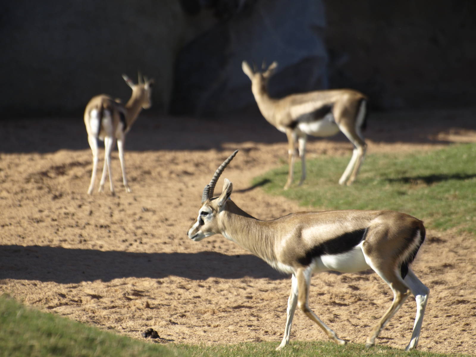 Thomson gazelles in exhibit again