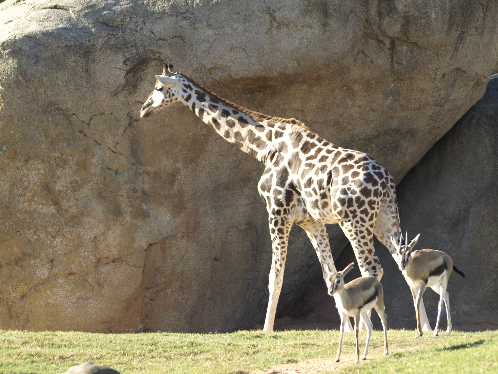 Thomson gazelles in exhibit again