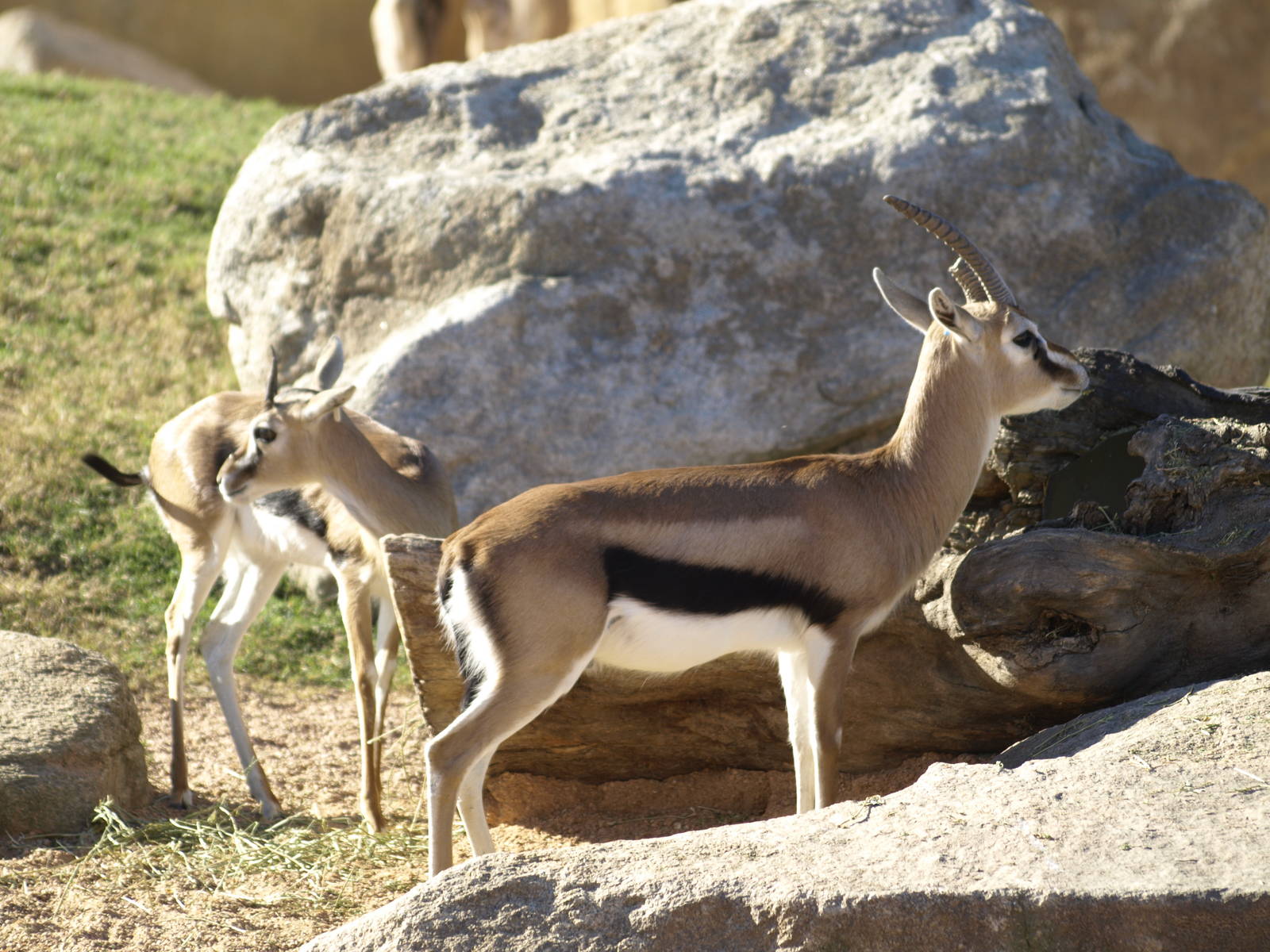 Thomson gazelles in exhibit again