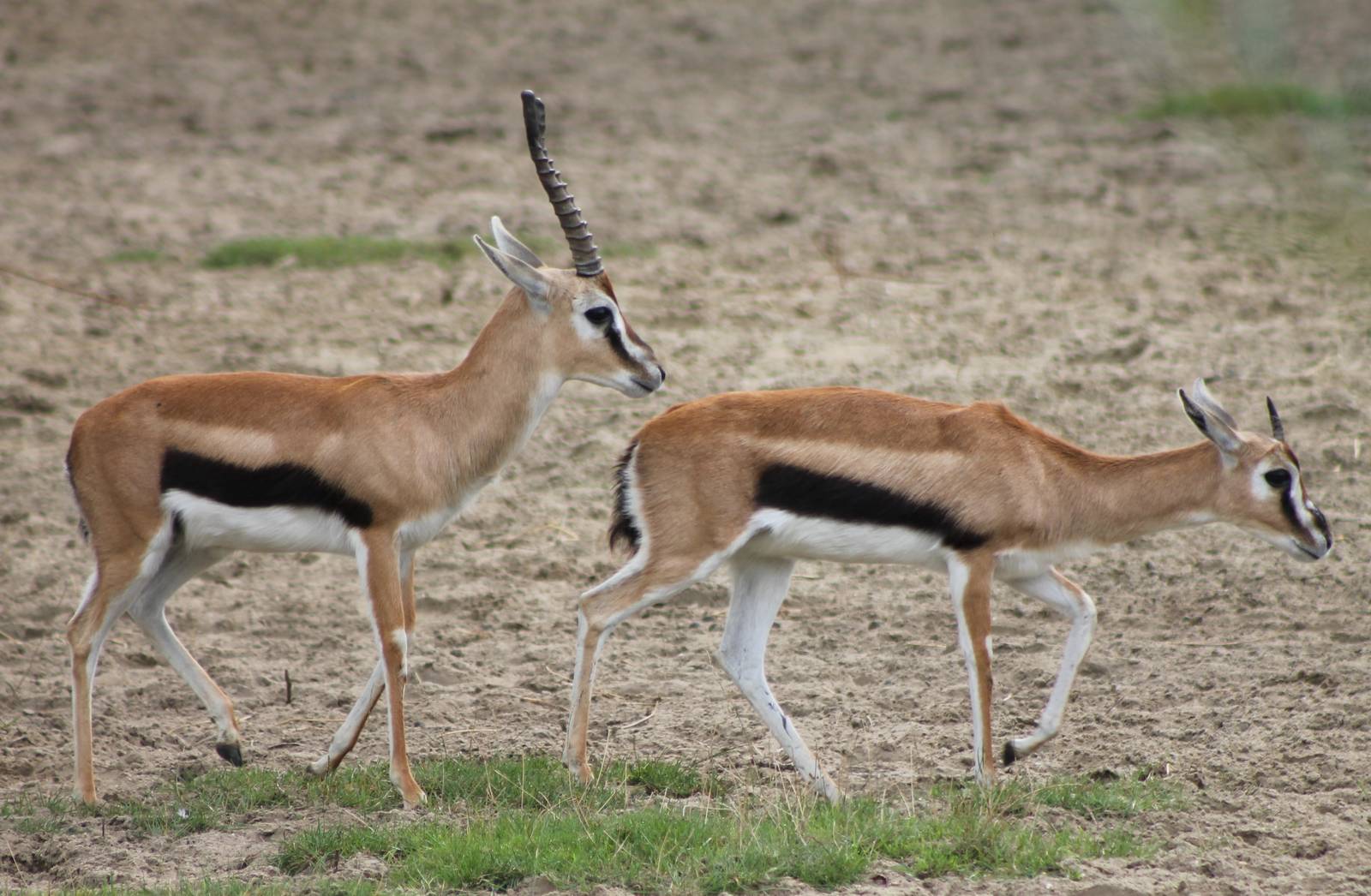 Thomson gazelles