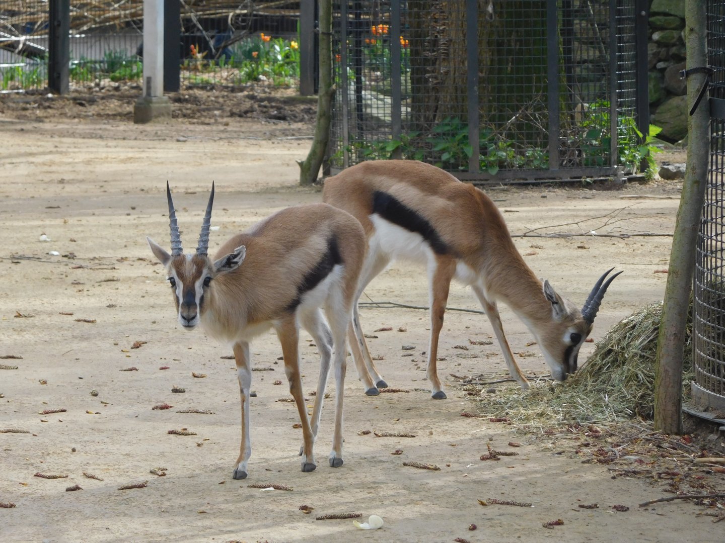 Thomson gazelles