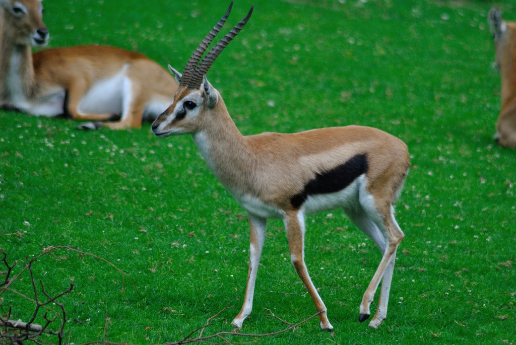 Thomson´s gazelle