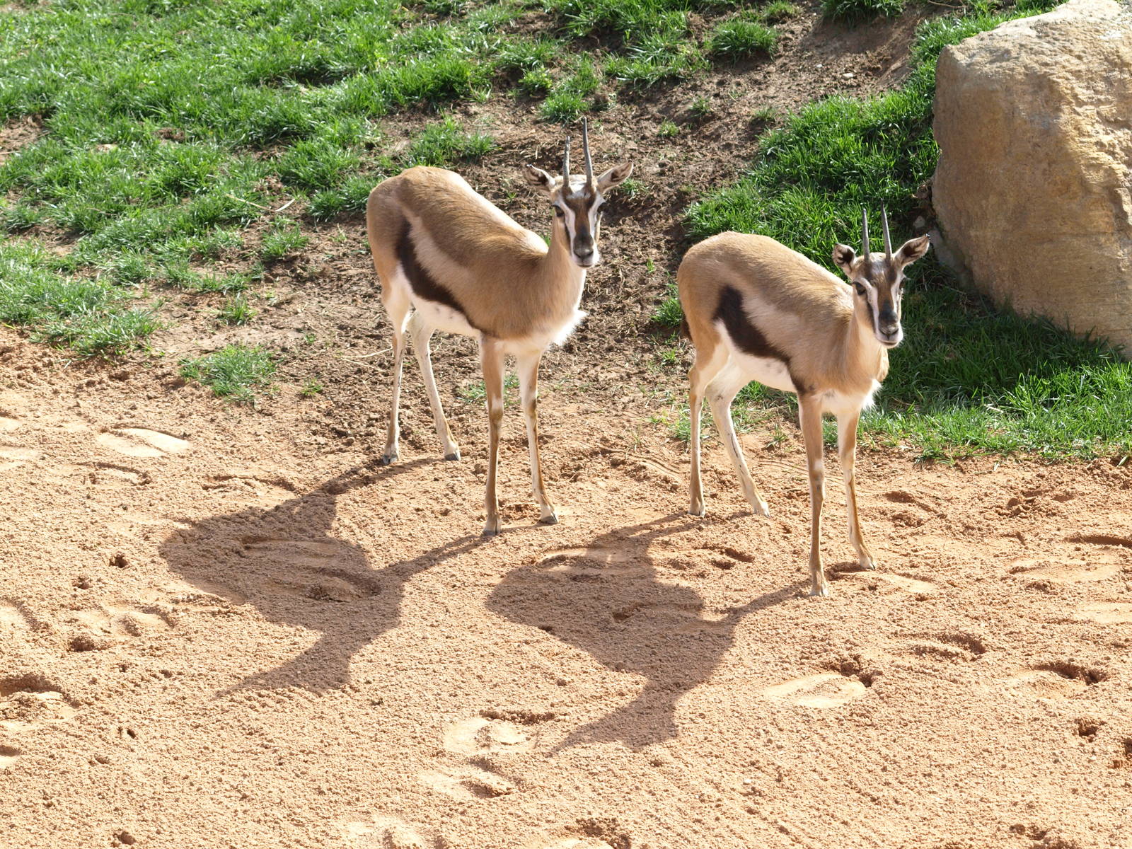 Thomson´s gazelles