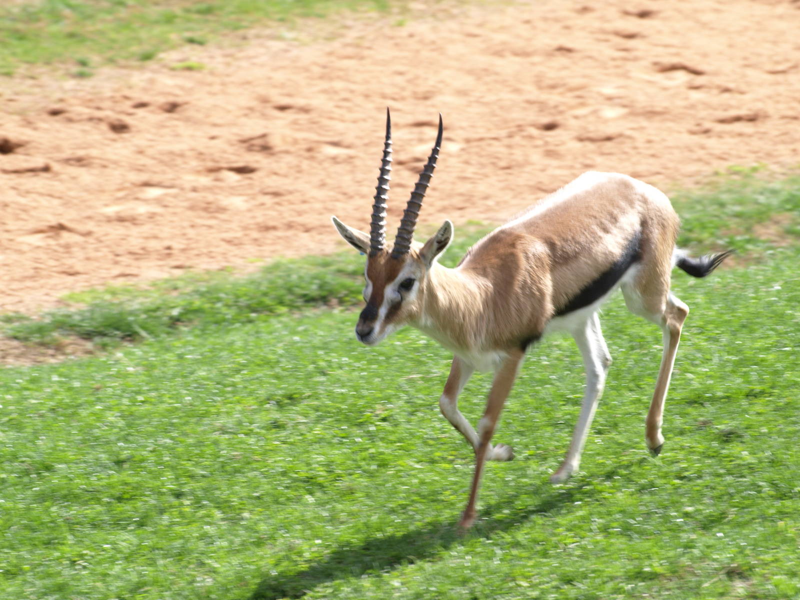 Thomson´s gazelles