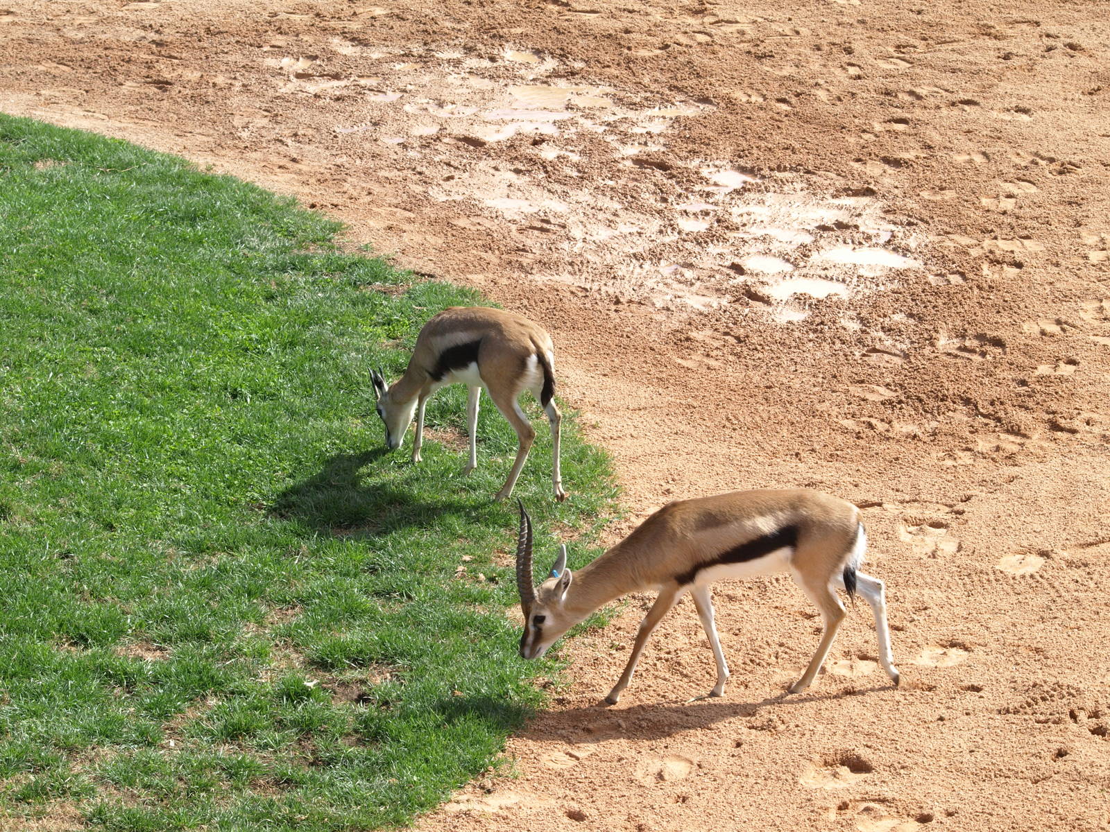 Thomson´s gazelles