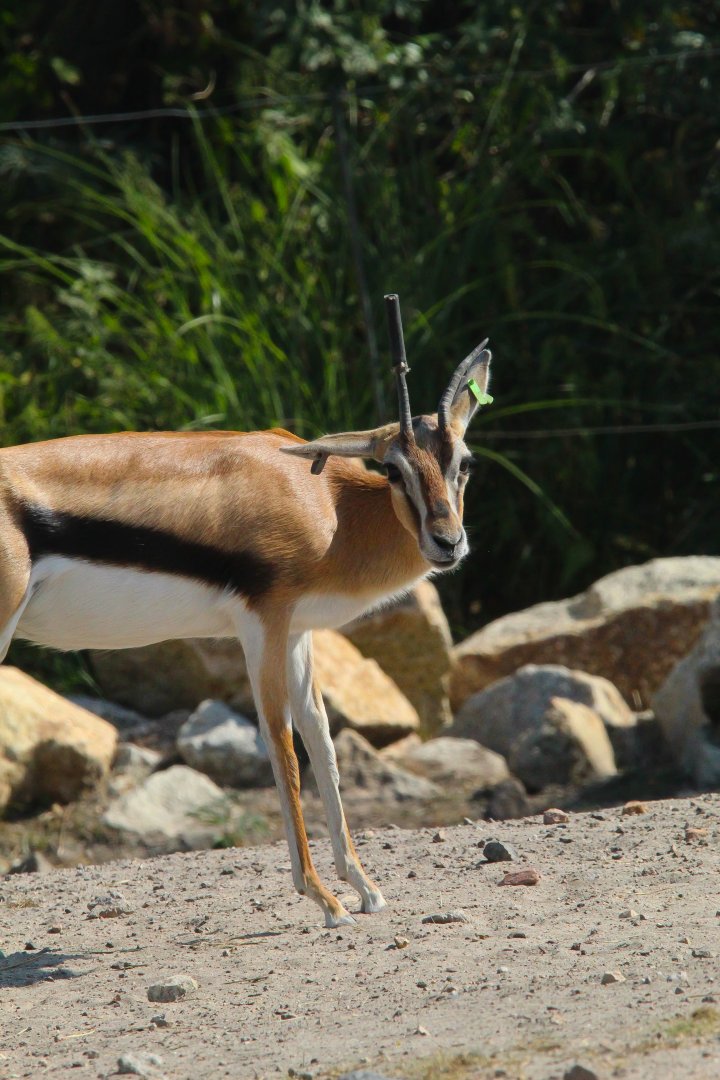 Thomson's Gazelle- 4th September 2024