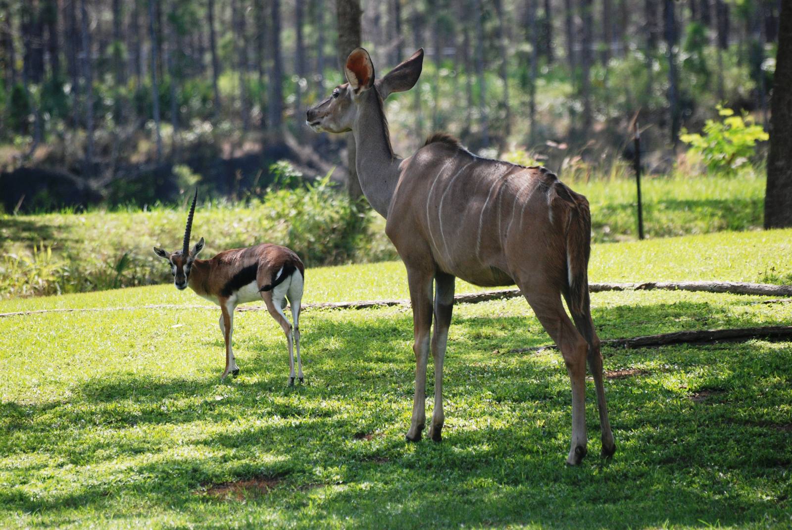 Thomson's Gazelle and Greater Kudu at Miami, 12/10/13