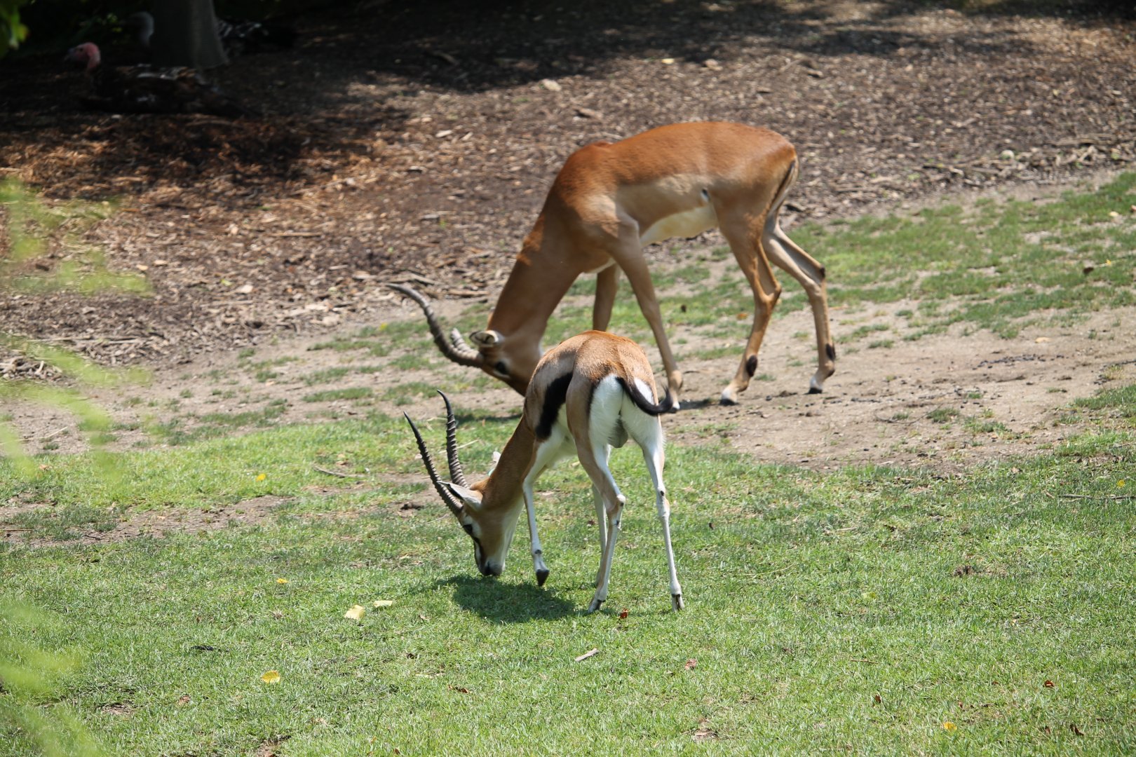 Thomson’s gazelle and Impala