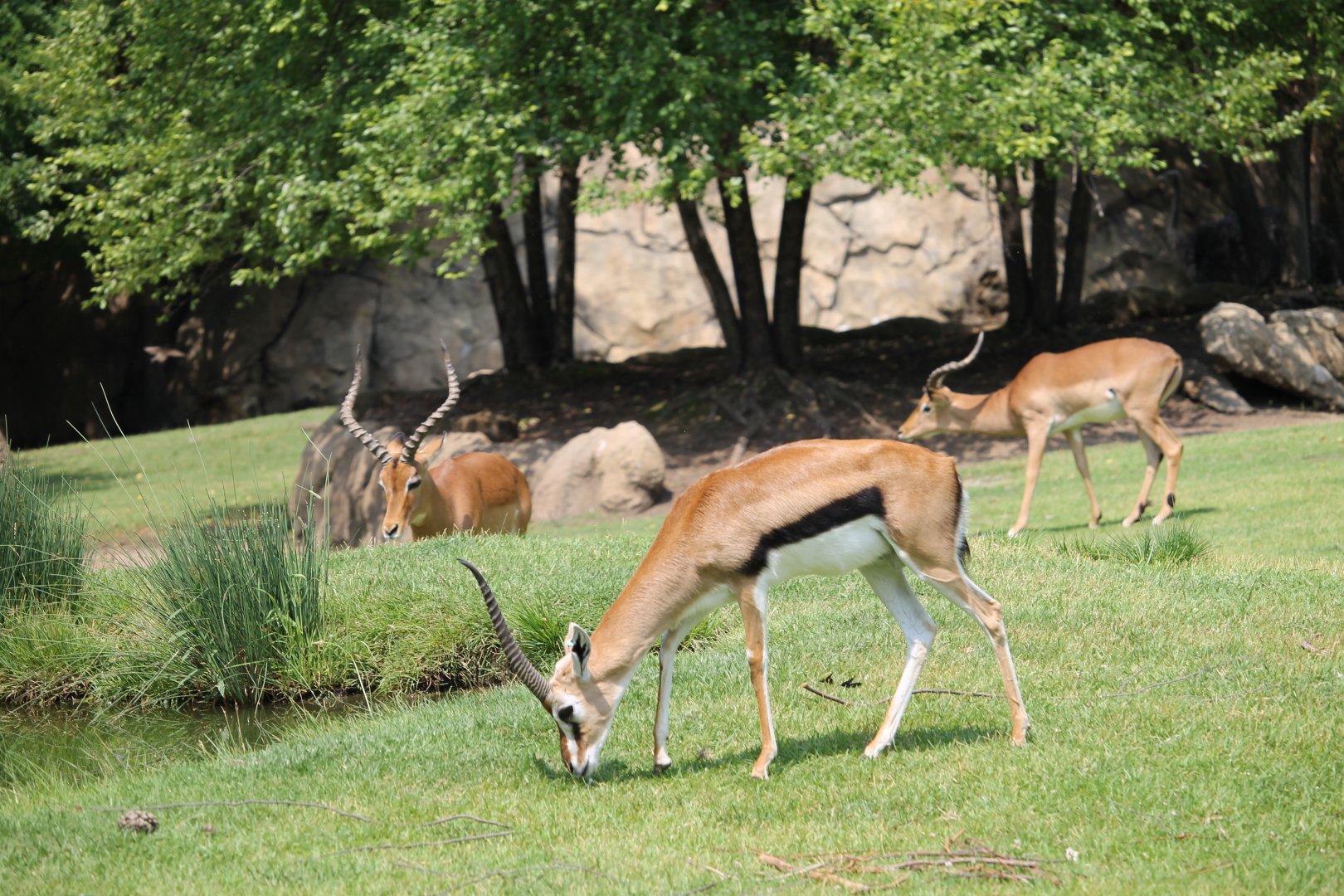 Thomson’s gazelle and two Impalas