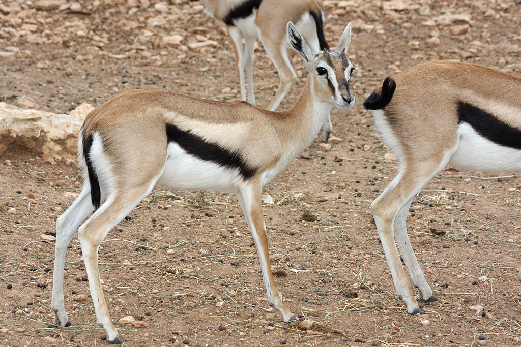 Thomson's Gazelle at Pafos Zoo 2/11/12
