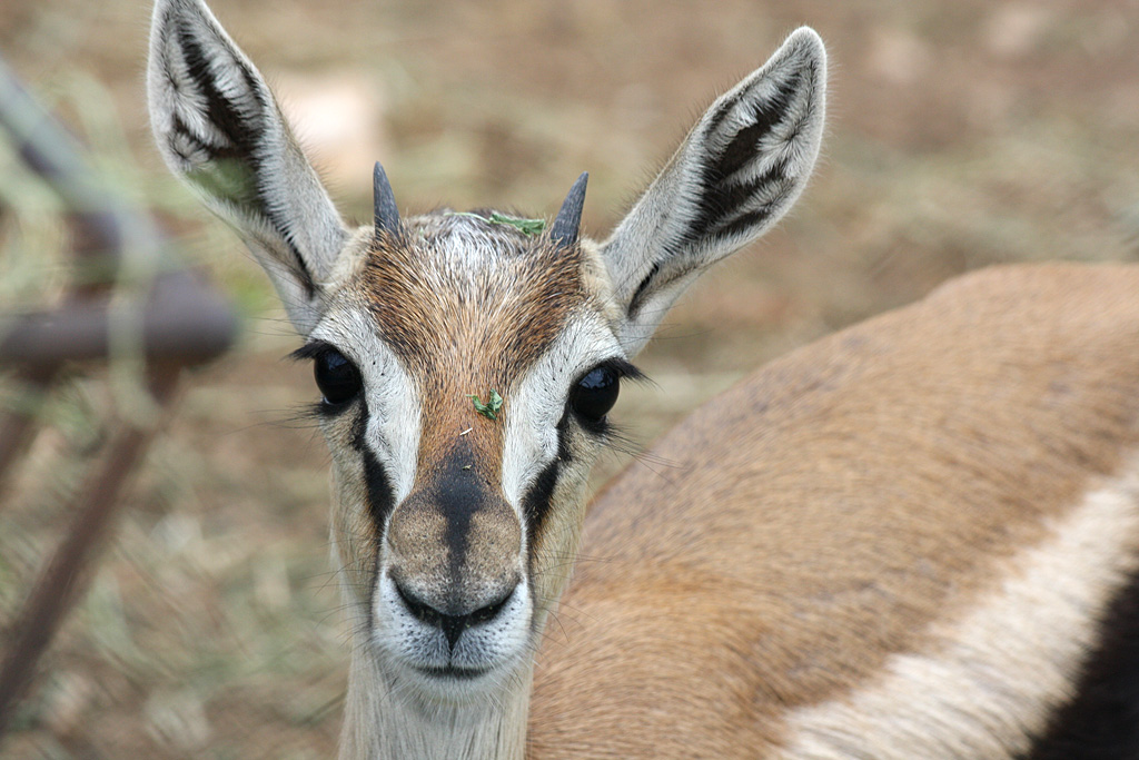 Thomsons Gazelle at Pafos Zoo 2/11/12