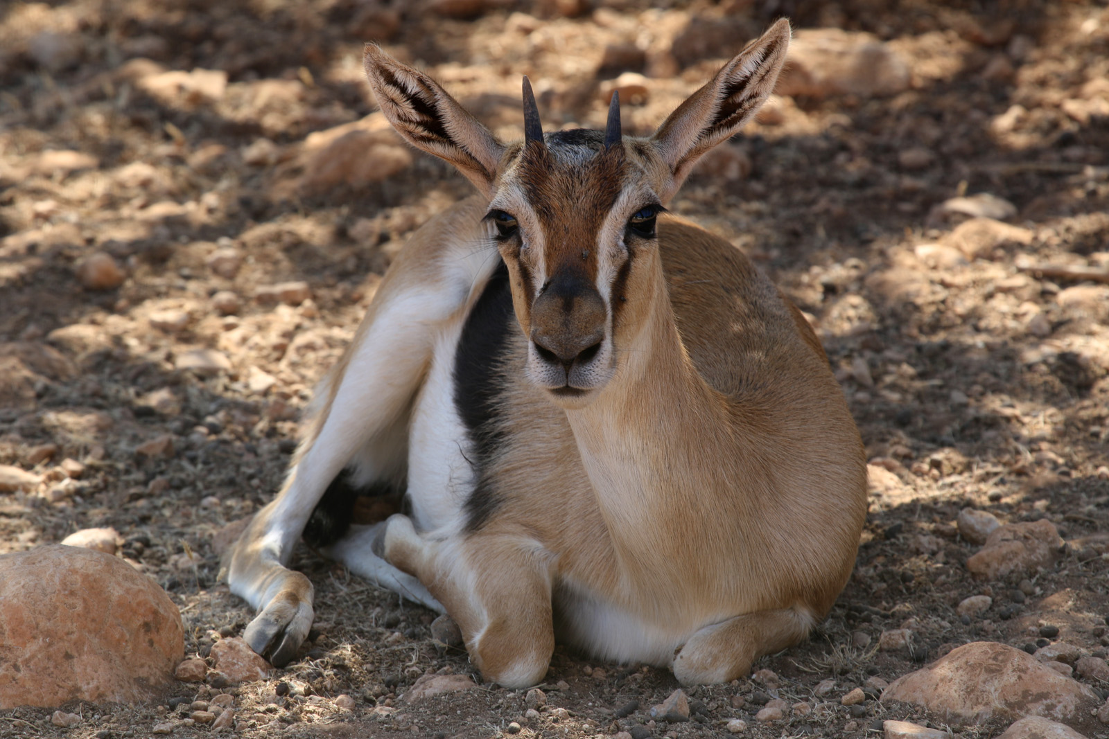 Thomson's Gazelle at Pafos Zoo 30/07/2023
