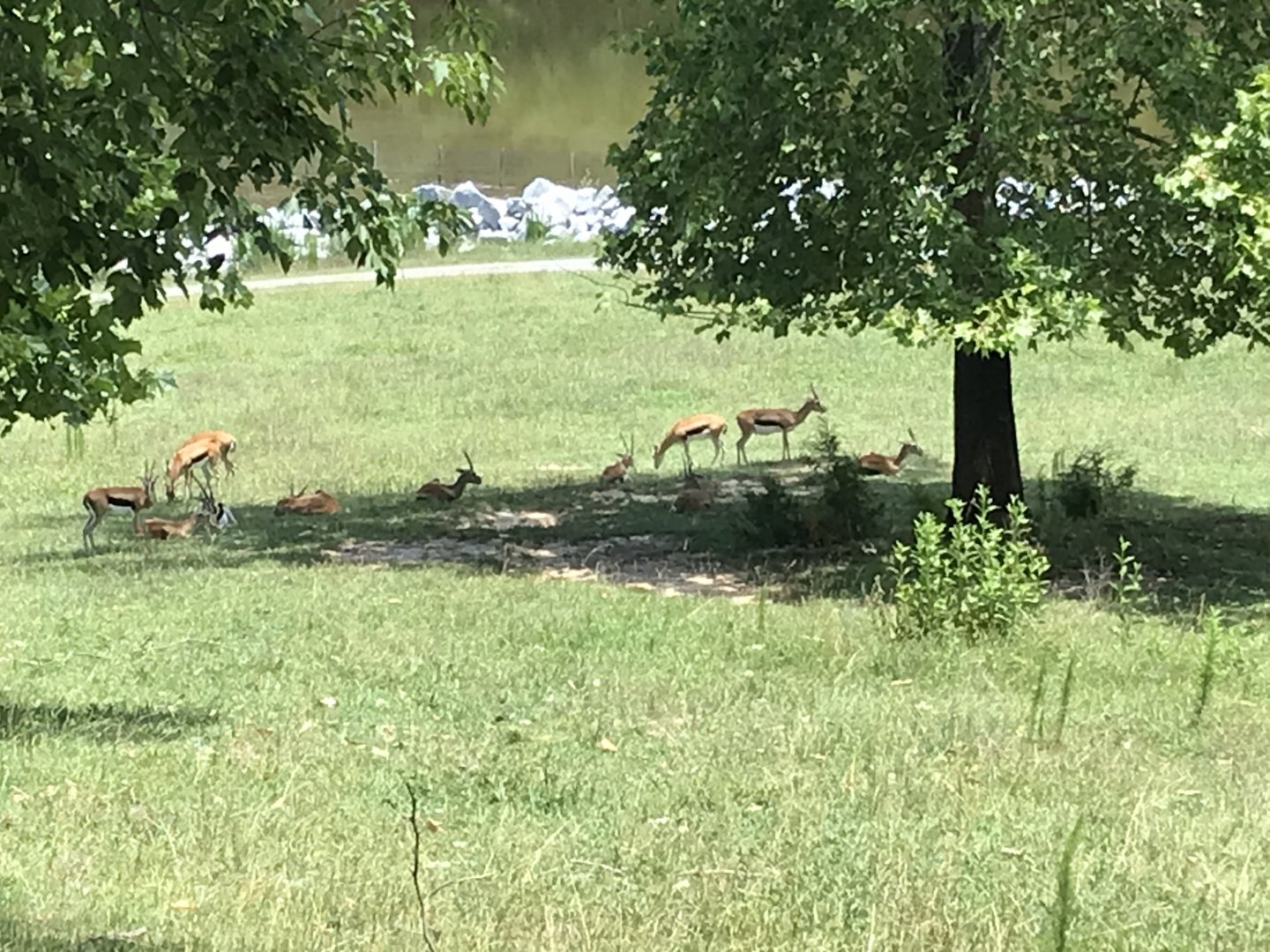 Thomson's Gazelle Bachelor Herd