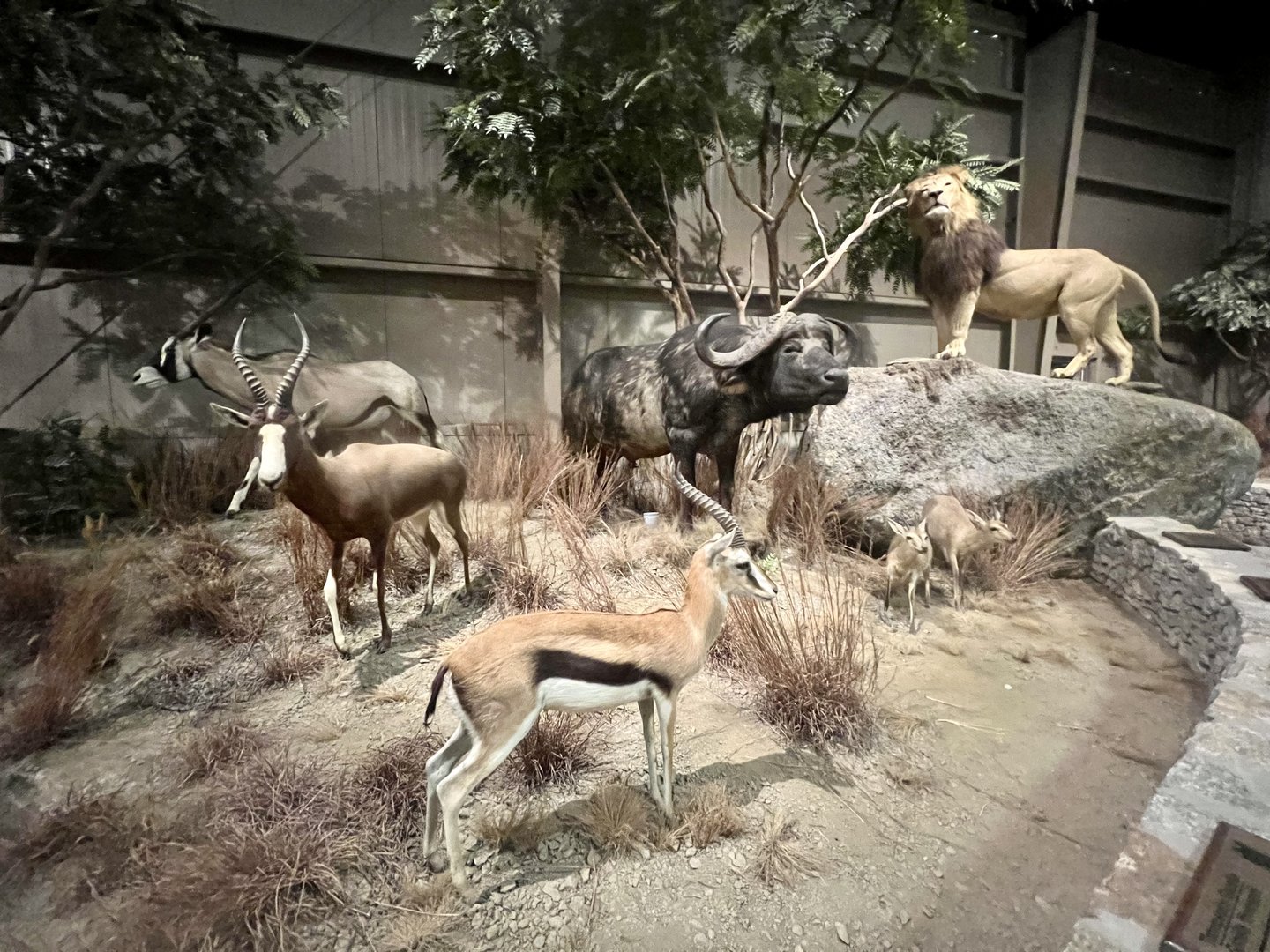 Thomson’s Gazelle, Blesbok, Gemsbok, Duiker, Cape Buffalo, and Lion