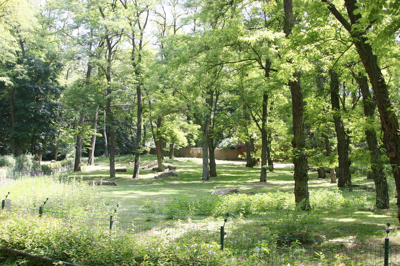 Thomson's Gazelle enclosure