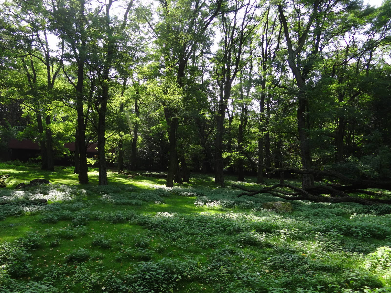Thomson's Gazelle enclosure