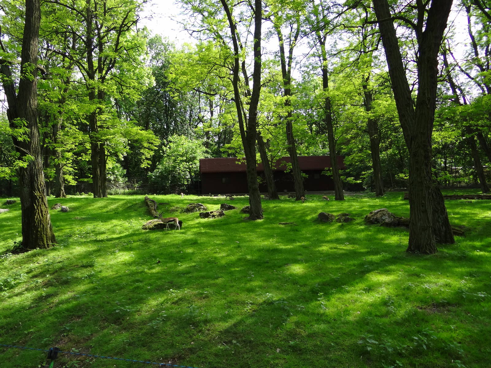 Thomson's Gazelle enclosure