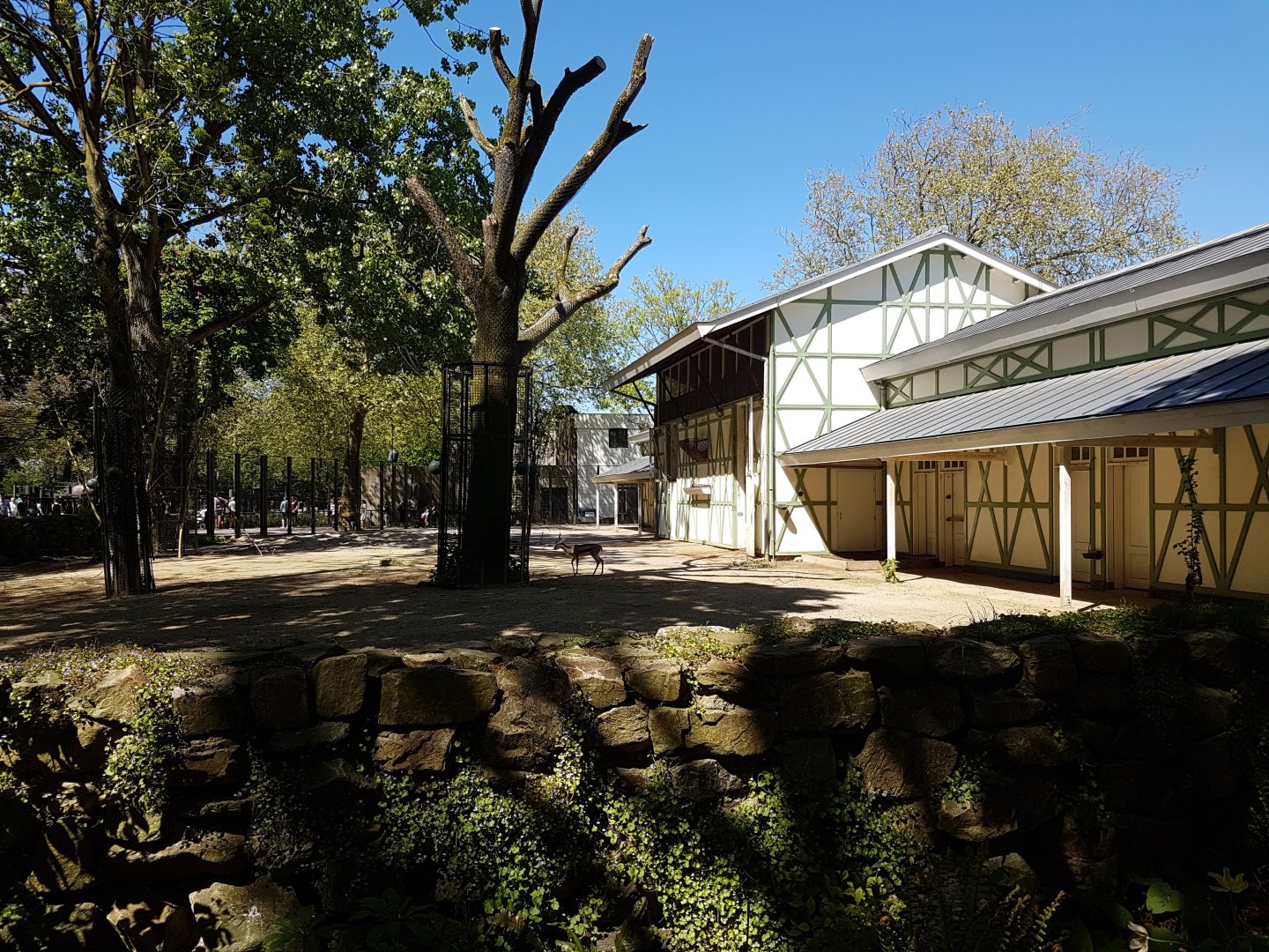 Thomsons gazelle-enclosure