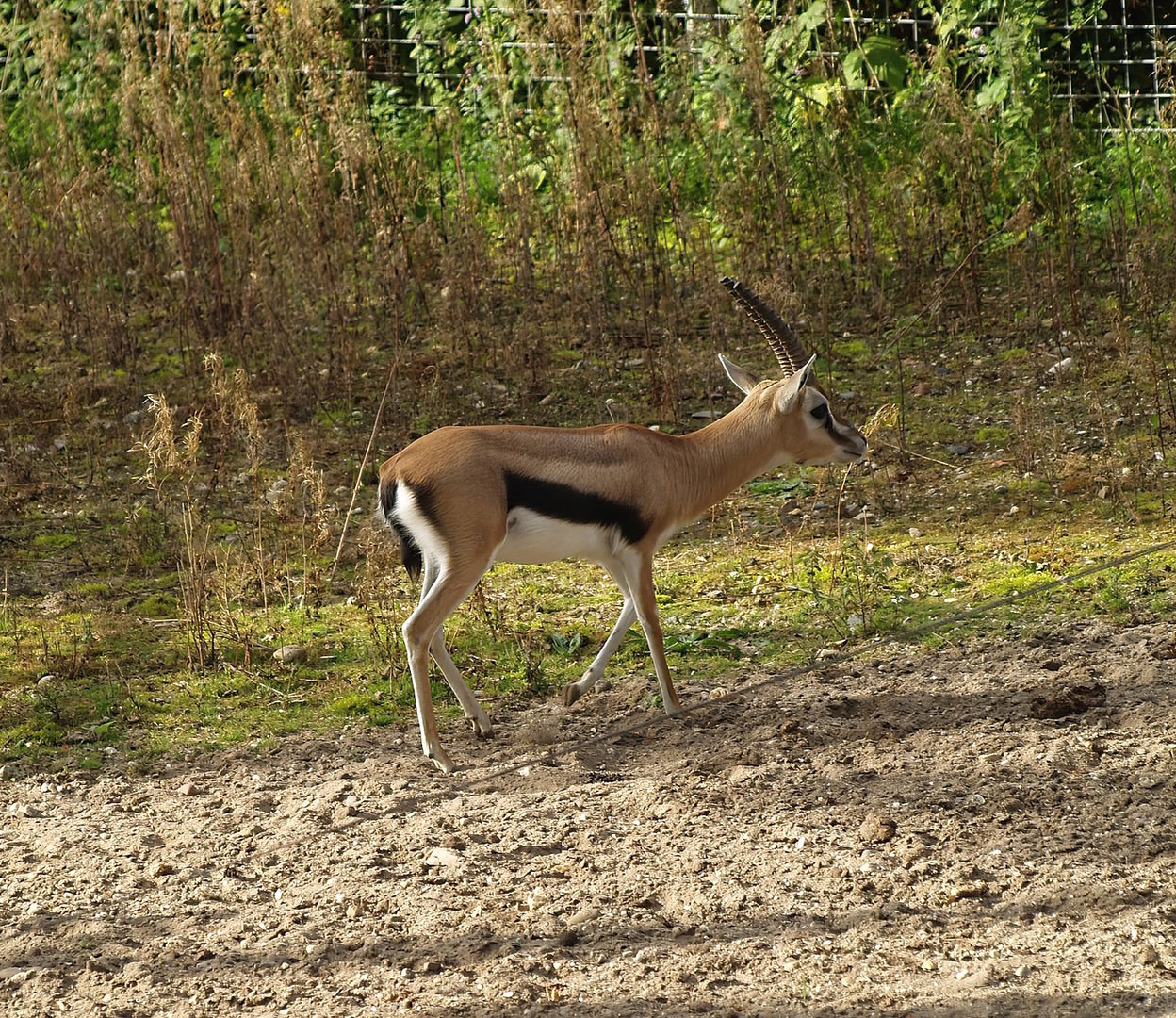 Thomson's gazelle (Eudorcas thomsonii), 2012-09-15