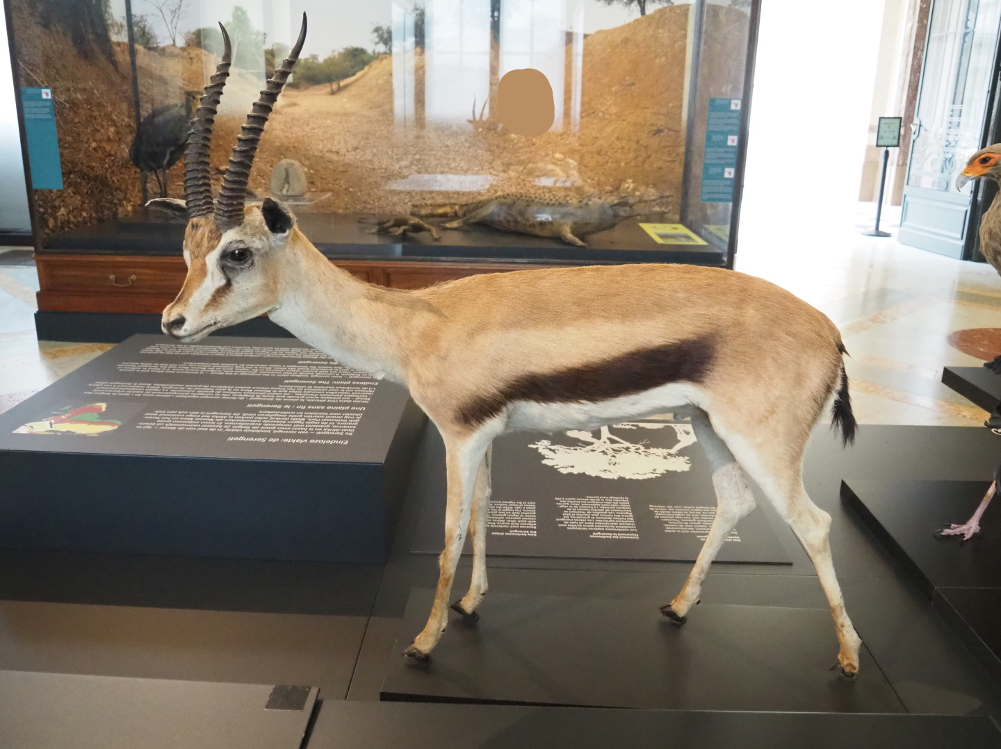 Thomson's gazelle (Eudorcas thomsonii) specimen, 2021-10-20