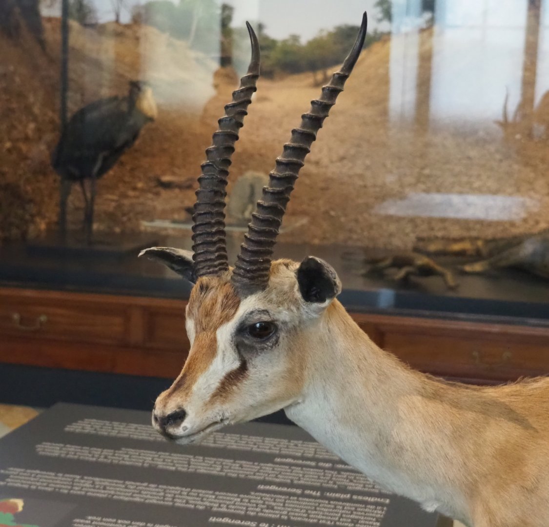 Thomson's gazelle (Eudorcas thomsonii) specimen, 2021-10-20