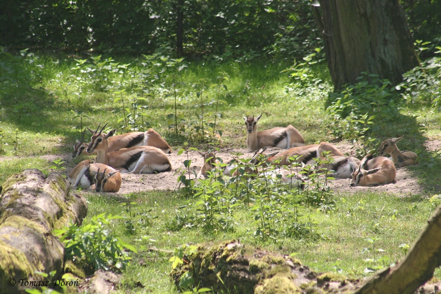 Thomson's Gazelle (Eudorcas thomsonii)