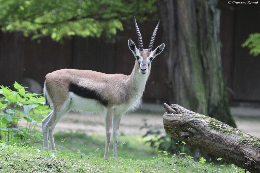 Thomson's Gazelle (Eudorcas thomsonii)