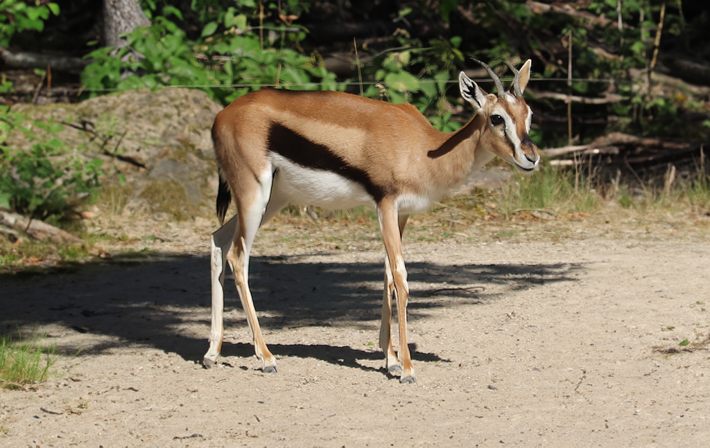 Thomson's gazelle (Eudorcas thomsonii)