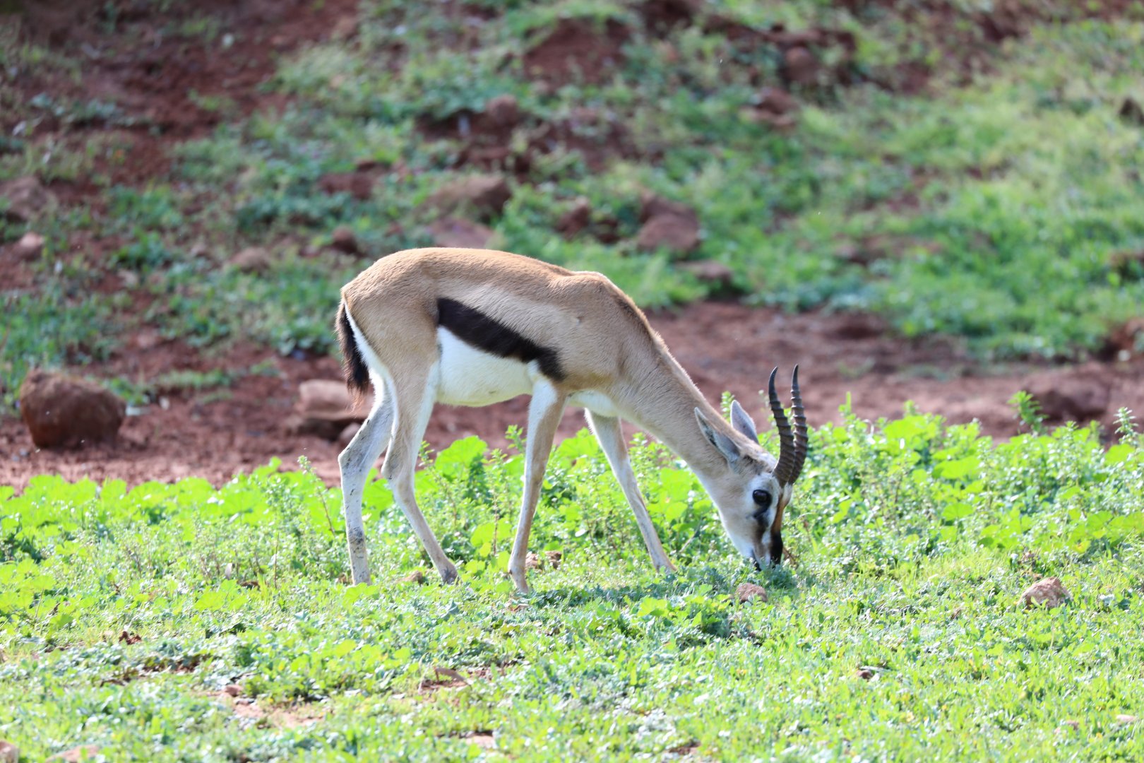 Thomson's gazelle (Eudorcas thomsonii)