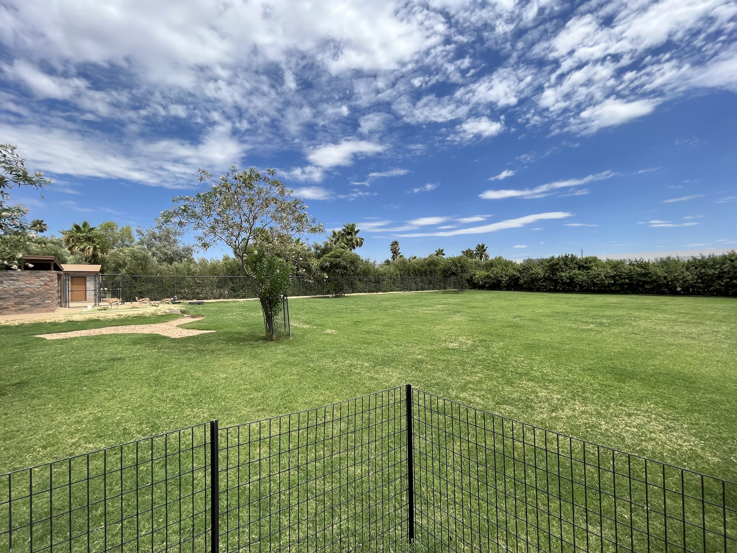 Thomson’s Gazelle Exhibit #2