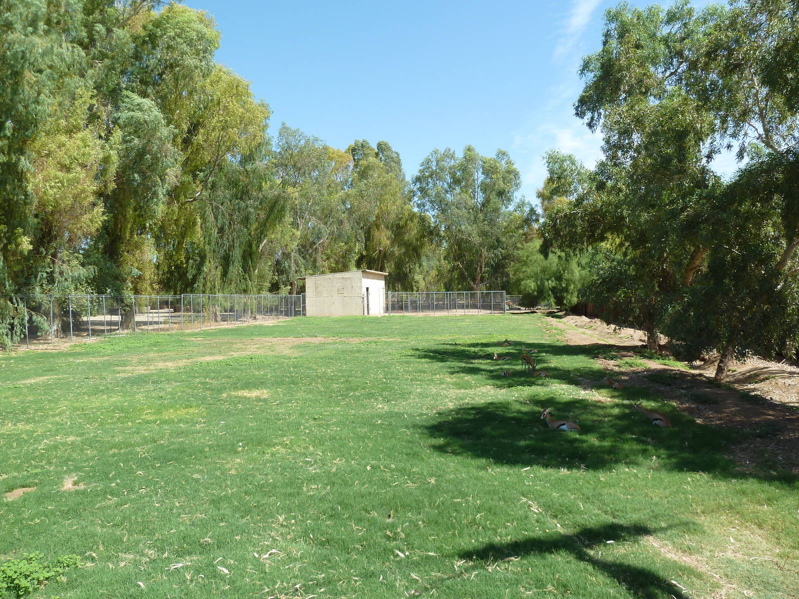 Thomson's Gazelle Exhibit