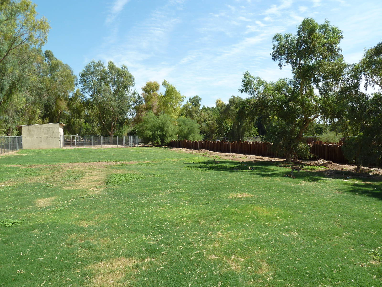 Thomson's Gazelle Exhibit