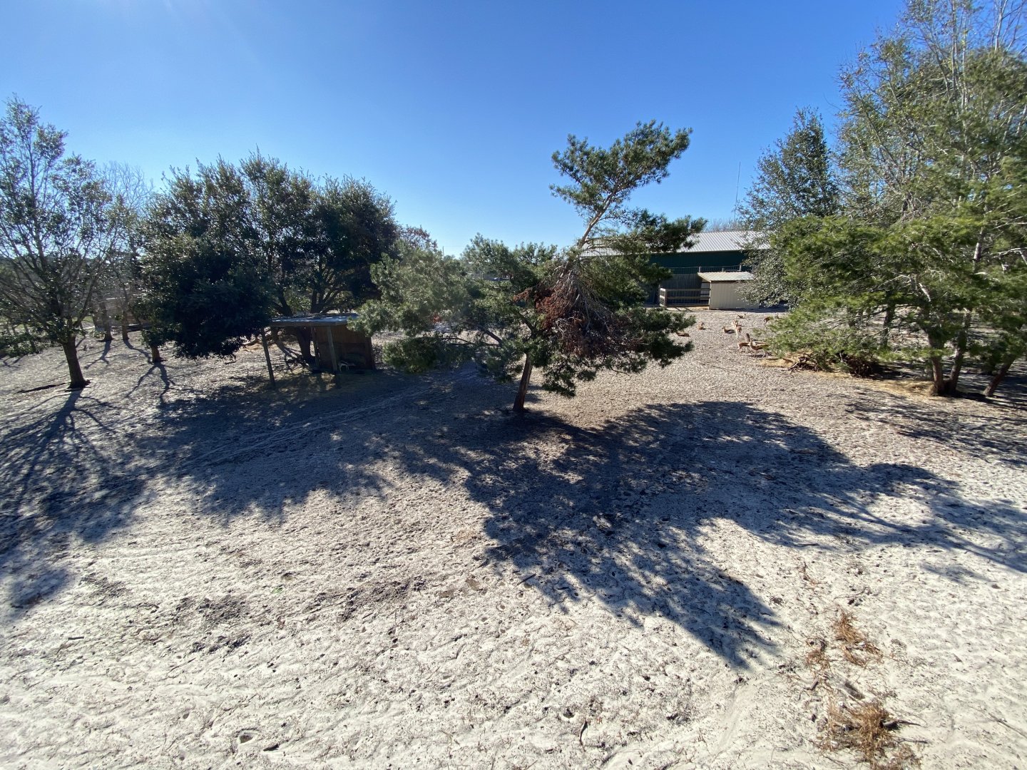 Thomson’s gazelle exhibit