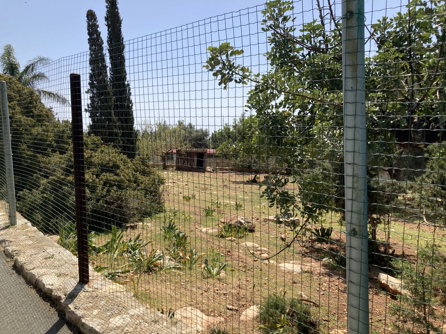 Thomson’s gazelle exhibit