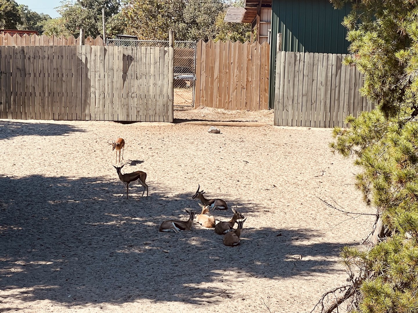Thomson’s Gazelle Exhibit