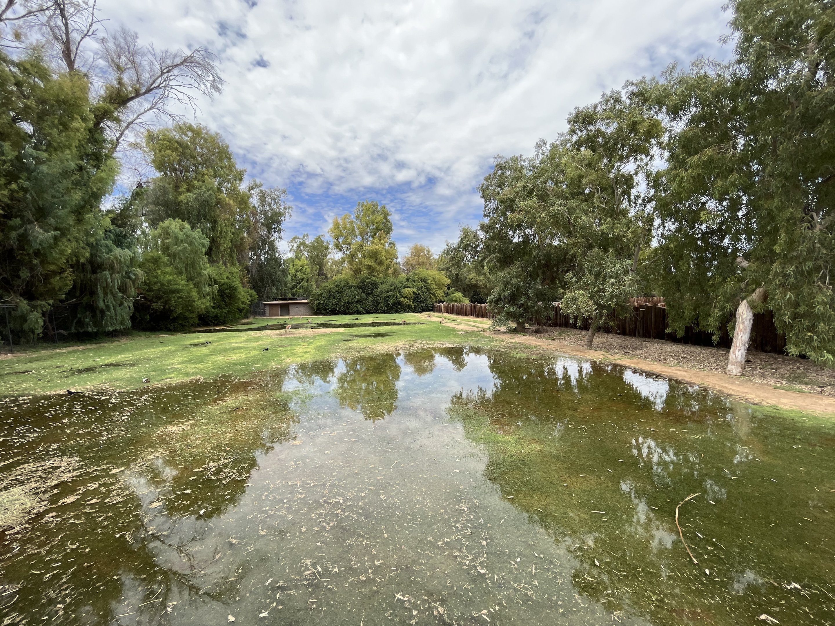 Thomson’s Gazelle Exhibit
